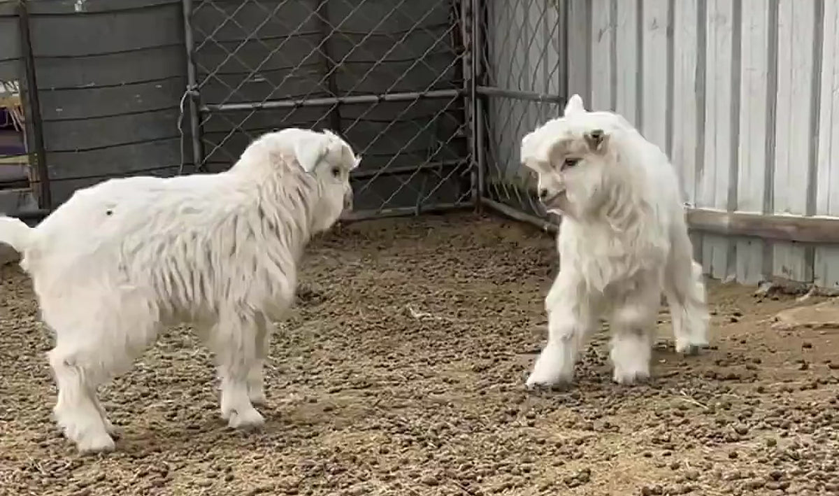 Baby goat