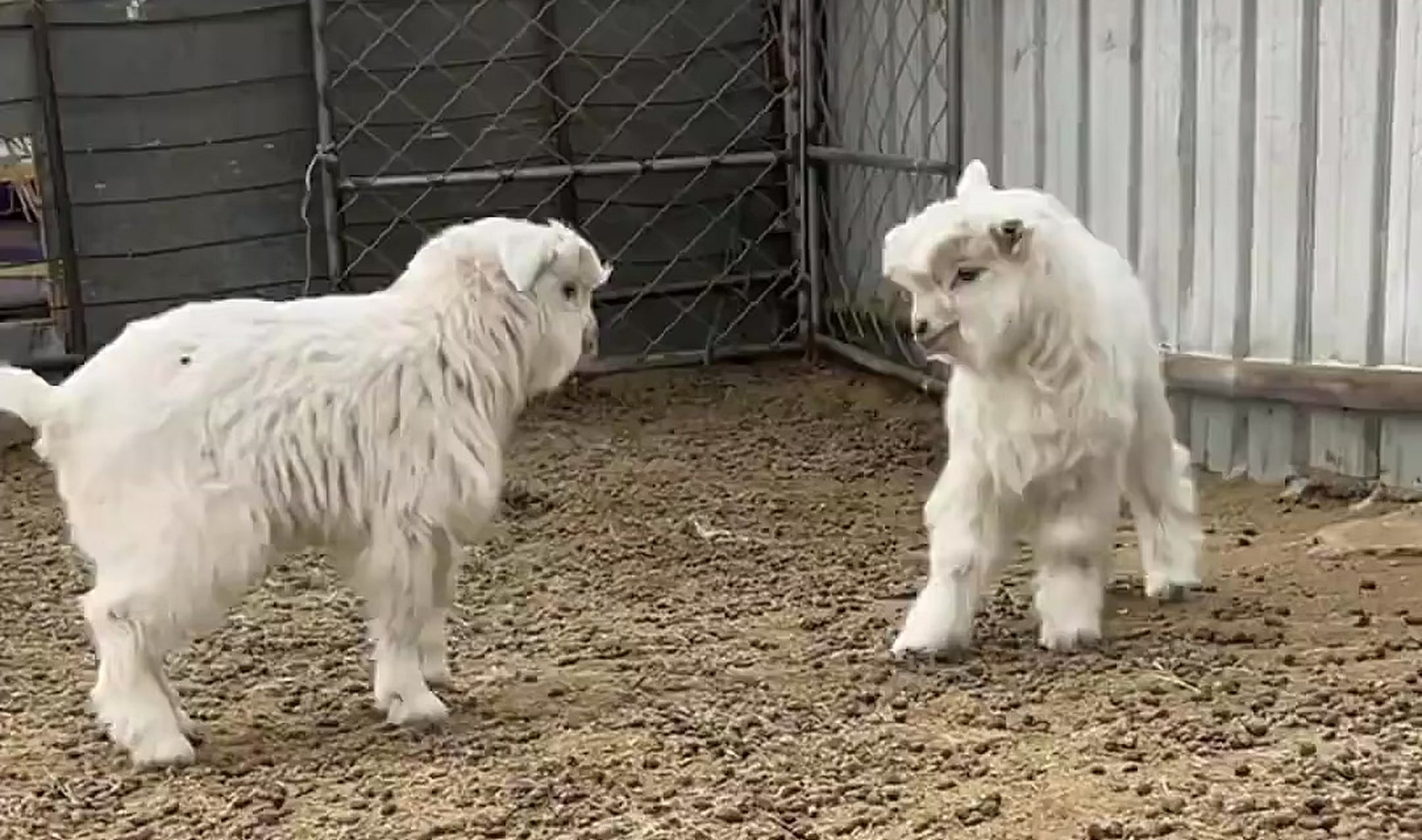 Baby goat